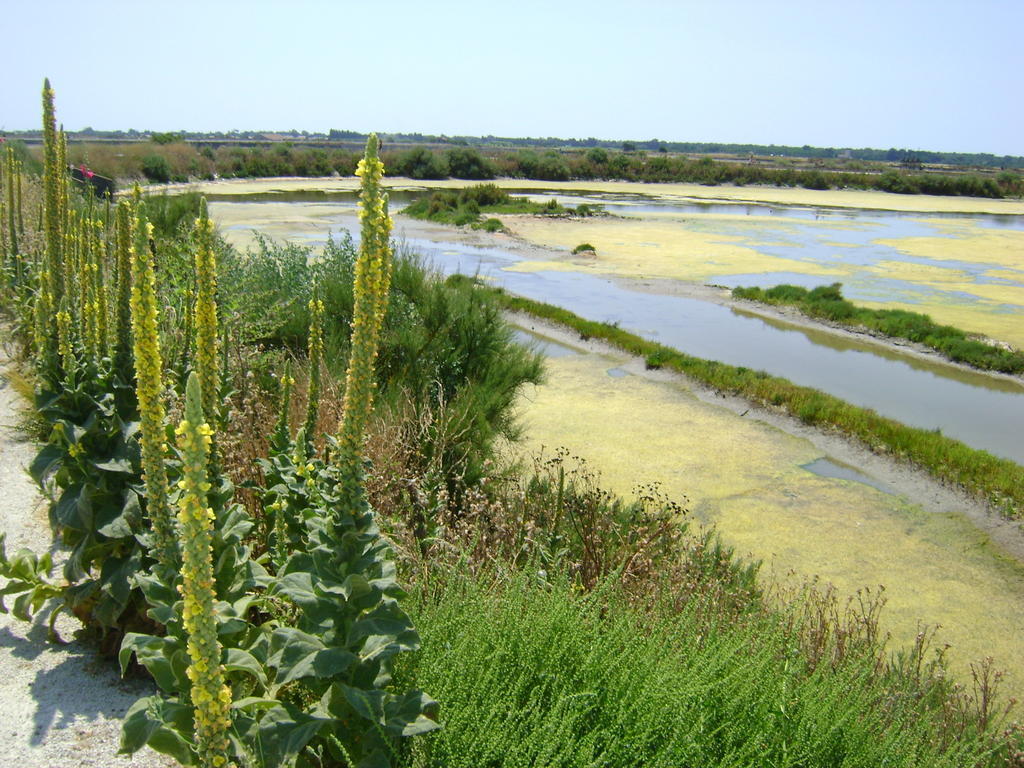 La Petite Maison sur l'Ile de Ré La Flotte Extérieur photo